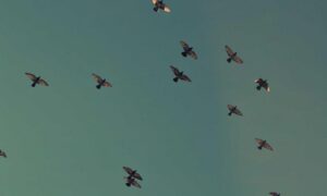 Sensory Synchronization