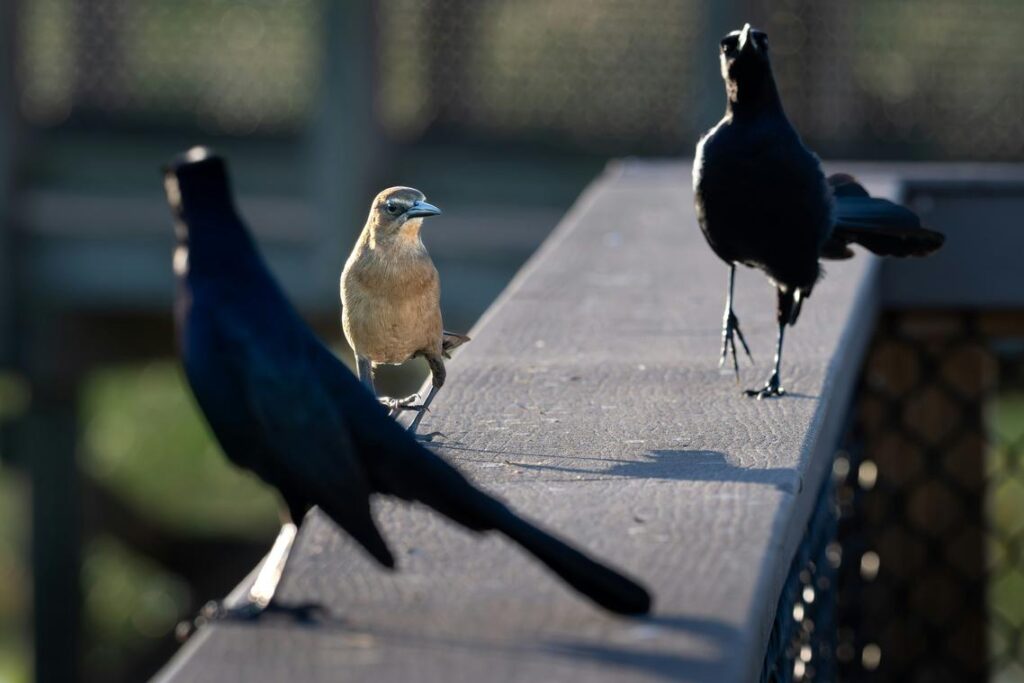 Tournament Confidence