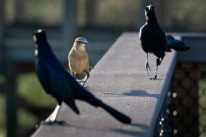 Tournament Confidence